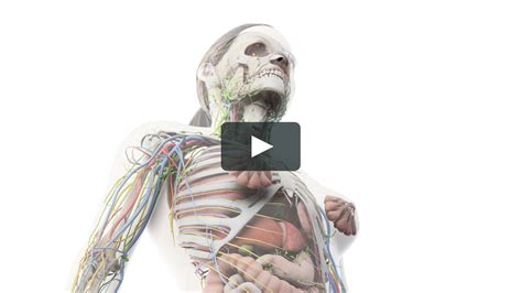 vimeo real anatomy